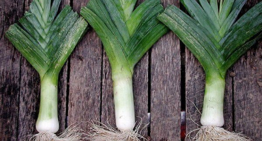 Jak správně pěstovat pórek?